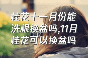 桂花十一月份能洗根换盆吗（11月桂花可以换盆吗）