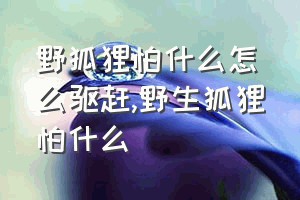 野狐狸怕什么怎么驱赶（野生狐狸怕什么）