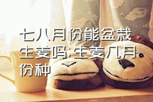 七八月份能盆栽生姜吗（生姜几月份种）