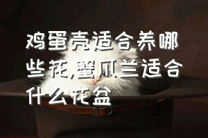 鸡蛋壳适合养哪些花（蟹爪兰适合什么花盆）