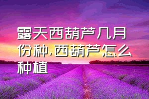 露天西葫芦几月份种（西葫芦怎么种植）