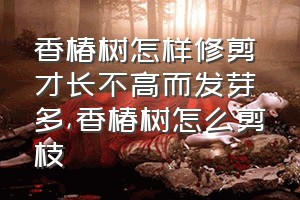 香椿树怎样修剪才长不高而发芽多（香椿树怎么剪枝）