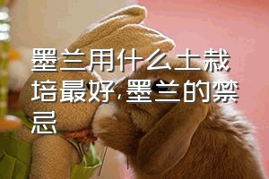 墨兰用什么土栽培最好（墨兰的禁忌）