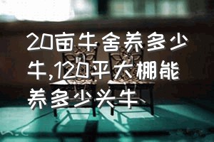 20亩牛舍养多少牛（120平大棚能养多少头牛）