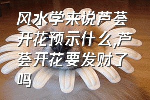 风水学来说芦荟开花预示什么（芦荟开花要发财了吗）