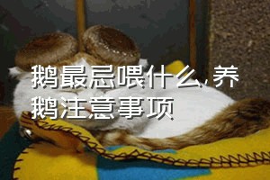 鹅最忌喂什么（养鹅注意事项）