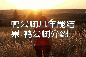 鸭公树几年能结果（鸭公树介绍）