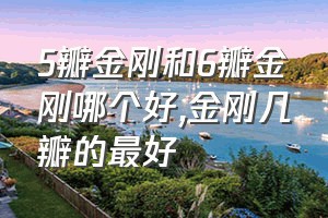 5瓣金刚和6瓣金刚哪个好（金刚几瓣的最好）