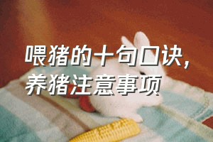 喂猪的十句口诀（养猪注意事项）