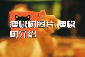 瘿椒树图片（瘿椒树介绍）