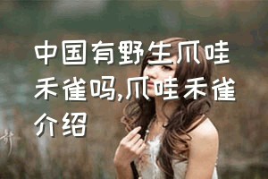 中国有野生爪哇禾雀吗（爪哇禾雀介绍）