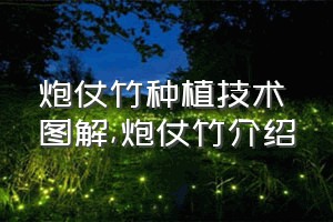 炮仗竹种植技术图解（炮仗竹介绍）