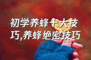 初学养蜂十大技巧（养蜂绝密技巧）