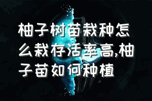 柚子树苗栽种怎么栽存活率高（柚子苗如何种植）