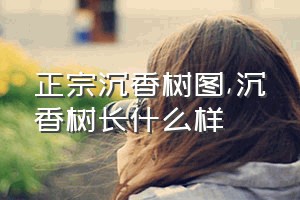 正宗沉香树图（沉香树长什么样）