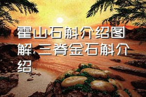 霍山石斛介绍图解（三脊金石斛介绍）