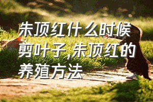 朱顶红什么时候剪叶子（朱顶红的养殖方法）