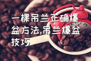 一棵吊兰正确爆盆方法（吊兰爆盆技巧）