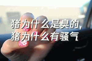 猪为什么是臭的（猪为什么有骚气）