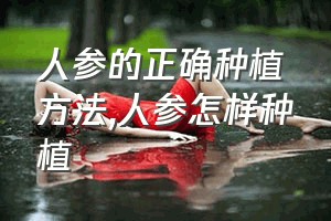 人参的正确种植方法（人参怎样种植）