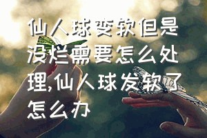 仙人球变软但是没烂需要怎么处理（仙人球发软了怎么办）