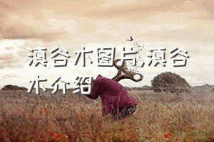 滇谷木图片（滇谷木介绍）