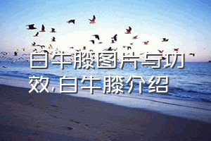 白牛膝图片与功效（白牛膝介绍）