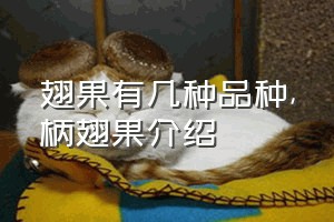 翅果有几种品种（柄翅果介绍）