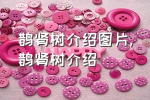 鹊肾树介绍图片（鹊肾树介绍）