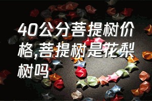 40公分菩提树价格（菩提树是花梨树吗）