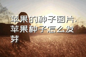 苹果的种子图片（苹果种子怎么发芽）