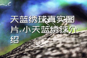 天蓝绣球真实图片（小天蓝绣球介绍）