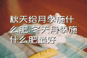 秋天给月季施什么肥（冬天月季施什么肥最好）