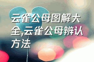 云雀公母图解大全（云雀公母辨认方法）