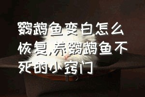 鹦鹉鱼变白怎么恢复（养鹦鹉鱼不死的小窍门）