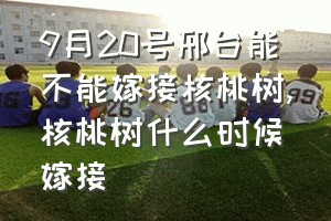 9月20号邢台能不能嫁接核桃树（核桃树什么时候嫁接）