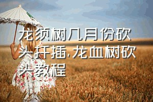 龙须树几月份砍头扦插（龙血树砍头教程）