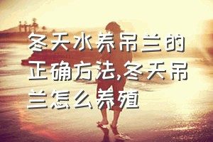 冬天水养吊兰的正确方法（冬天吊兰怎么养殖）