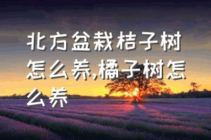 北方盆栽桔子树怎么养（橘子树怎么养）