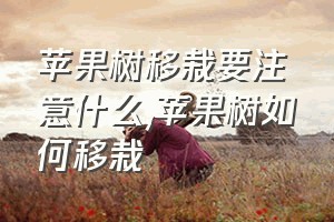 苹果树移栽要注意什么（苹果树如何移栽）