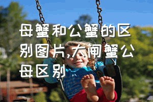 母蟹和公蟹的区别图片（大闸蟹公母区别）