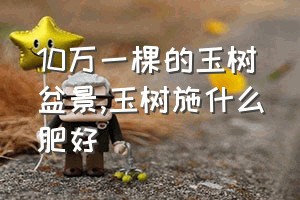 10万一棵的玉树盆景（玉树施什么肥好）