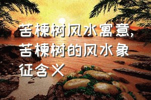 苦楝树风水寓意（苦楝树的风水象征含义）