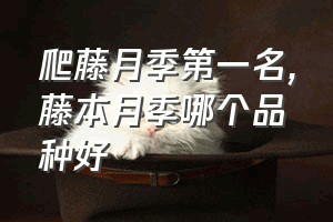 爬藤月季第一名（藤本月季哪个品种好）