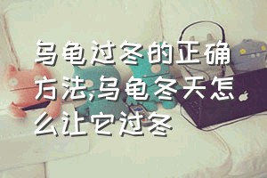 乌龟过冬的正确方法（乌龟冬天怎么让它过冬）