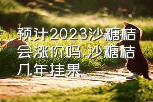 预计2023沙糖桔会涨价吗（沙糖桔几年挂果）