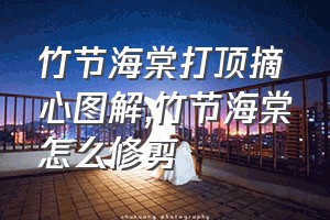 竹节海棠打顶摘心图解（竹节海棠怎么修剪）