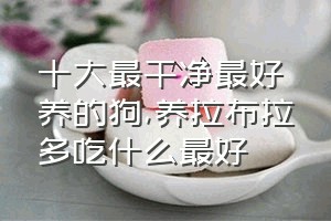 十大最干净最好养的狗（养拉布拉多吃什么最好）