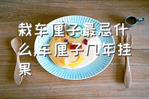 栽车厘子最忌什么（车厘子几年挂果）