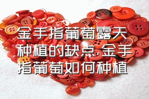 金手指葡萄露天种植的缺点（金手指葡萄如何种植）